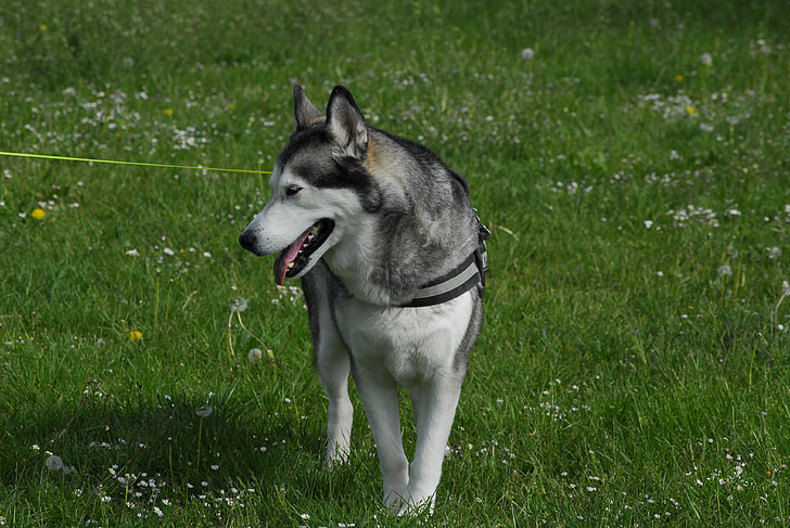 husky, dog, snow dog, grass, leash
