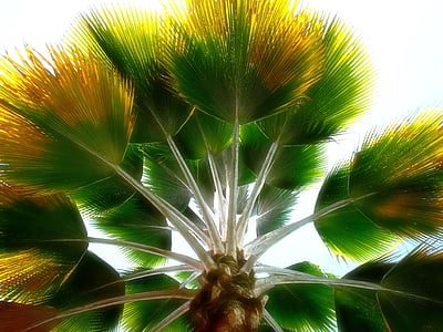 strom, Palm, kolumbijská, Kolumbia