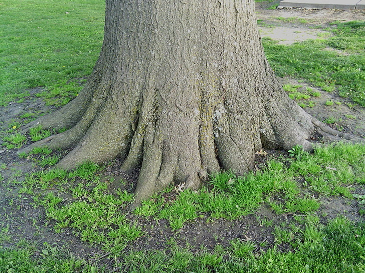 raízes, sólidos, árvore, natureza, madeira, crescimento, força