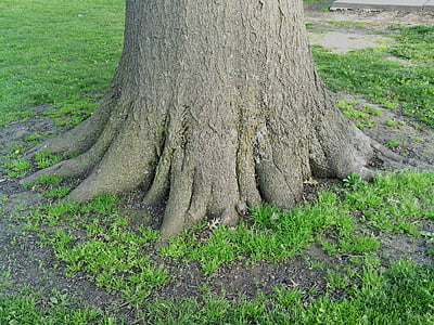 뿌리, 단단한, 트리, 자연, 나무, 성장, 강도