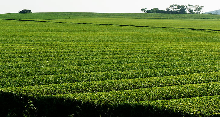 landscape, green tea plantation, nature