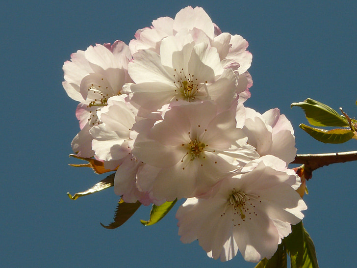 kersenbloesem, Blossom, Bloom, boom, Japanse kers, Japanse sierkers, Prunus serrulata
