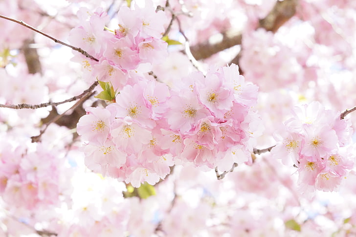 puu, kukka puu, Bloom, kevään, vaaleanpunainen, Blossom, koriste kirsikka