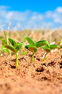 soybeans, agriculture, plant, farm, planting, growth, dirt