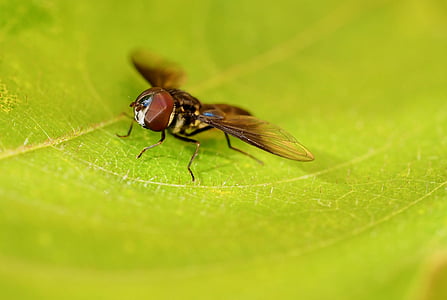 hmyz, Fly, beronha, Příroda, makro, detail, zvíře