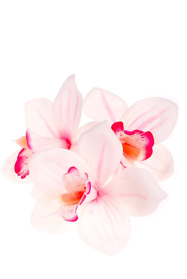 Orhideja, imitācija, puķe, studija, balta, rozā, bud