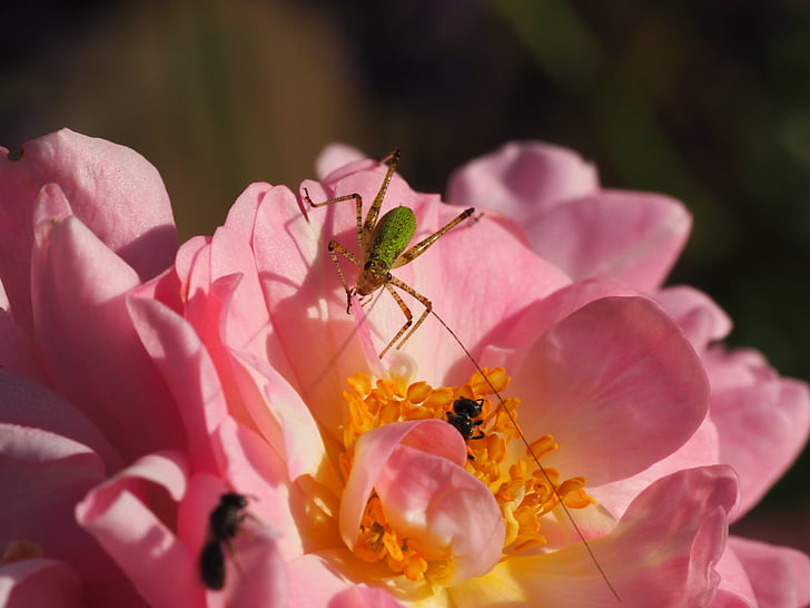 skakavac, mrav, cvijet, ruža, ljeto, vrt, kukac