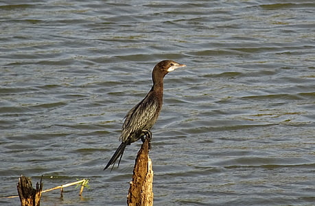 bird, water bird, little cormorant, microcarbo niger, nature, wildlife, avian