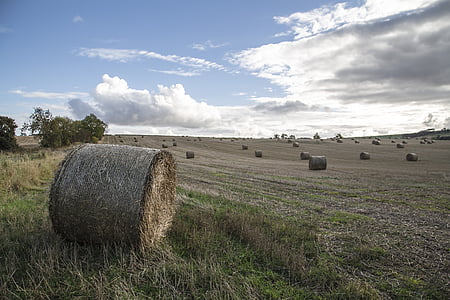 field, uk, scotland, hay, pack, rolls, agriculture