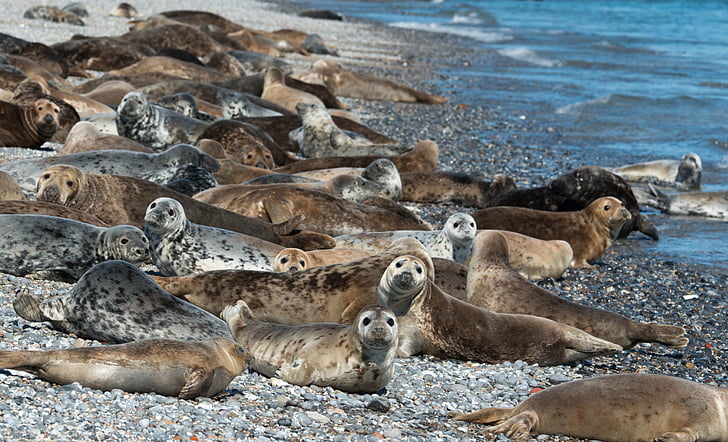 grey seals, colony, helgoland, animals, group, concerns, beach