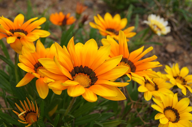 Οι μαργαρίτες, Κίτρινο, λουλούδι, φύση, το καλοκαίρι, φυτό, floral