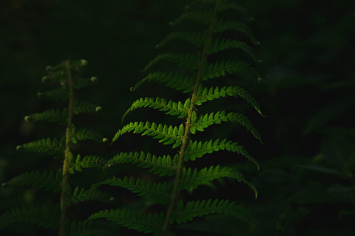 dark, green, leaves, plant, green color, leaf, growth