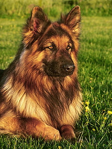 dog, friend, german shepherd, coat, long-haired, animal, animals