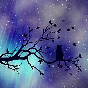 Textur, Hintergrund, Katze, Baum, Nachthimmel, Abendhimmel, Sterne