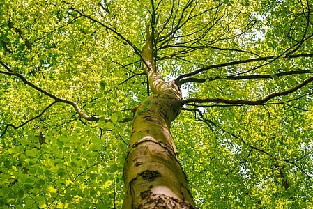 coroa de árvore, Primavera, verde, natureza, ao ar livre, Parque, filial
