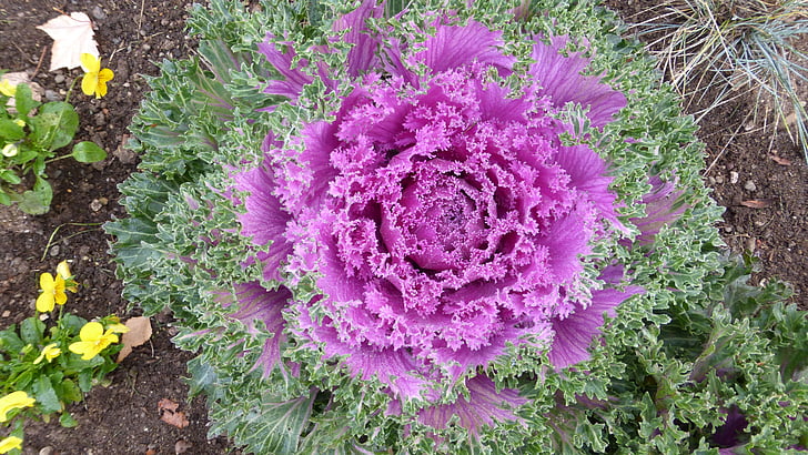 plant, cabbage, ornamental, purple, red purple, flower, decorative