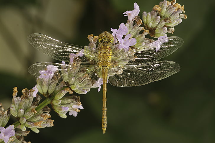 Dragonfly, Příroda, hmyz, květ, jedno zvíře, křehkost, závod