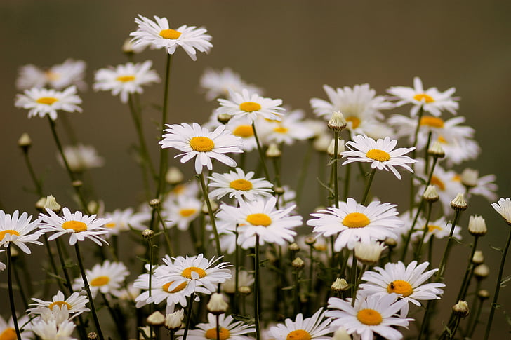 Daisy, lill, valge, taim, loodus, kroonleht, õite