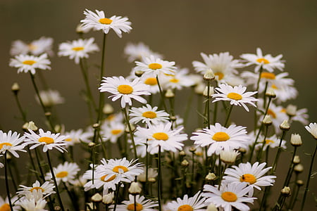 Daisy, virág, fehér, növény, természet, szirom, virág fej