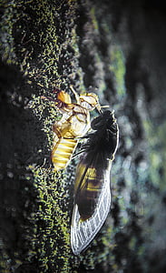 cicada, dipteran, night, insects, maccro, light, moss