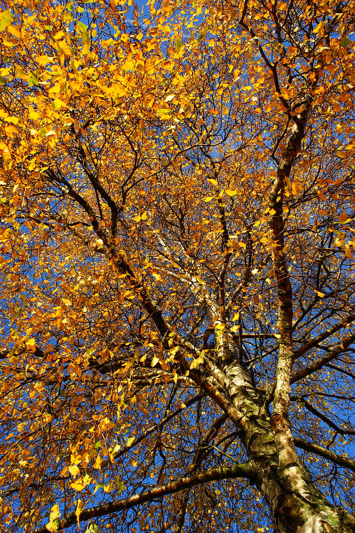 bouleau, automne, feuilles, Amsterdam, coloré, coloré, octobre doré