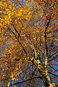 bříza, podzim, listy, Amsterdam, barevné, barevné, Zlatý říjen