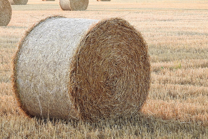 straw bales, stubble, summer, straw, round bales