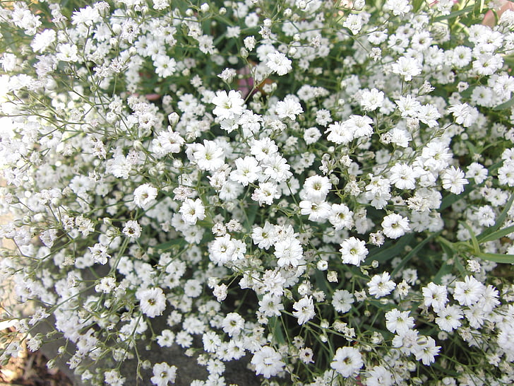 Gypsophila, bloemen, aard van de plant, plant, wit