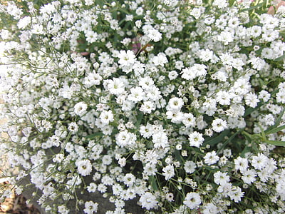 Gypsophila, fiori, piante natura, pianta, bianco