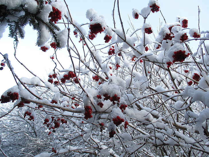 Winter, Schnee, Frost, Obst, Rowan, Natur, Biel
