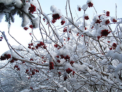 Vinter, snø, Frost, frukt, rogn, natur, Biel