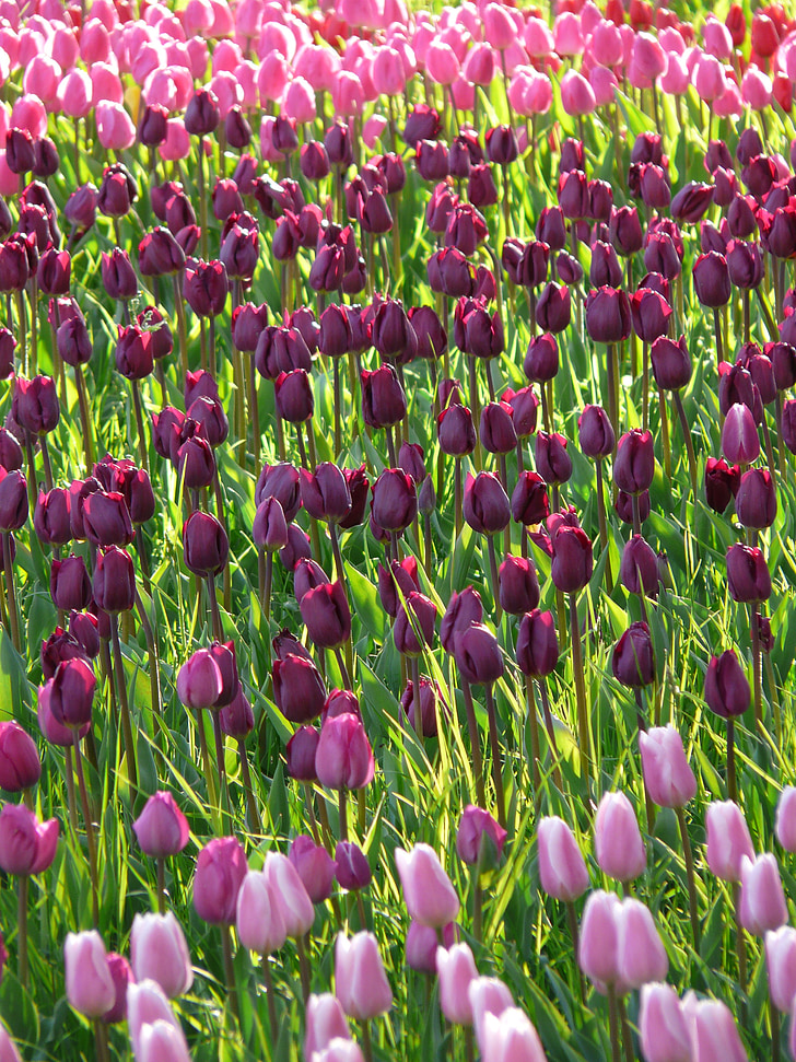 tulipán mező, tulipán, lila, sötét lila, lila, rózsaszín, világos rózsaszín