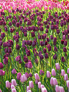 champ de tulipes, tulipes, violet, violet foncé, Purple, Rose, rose clair