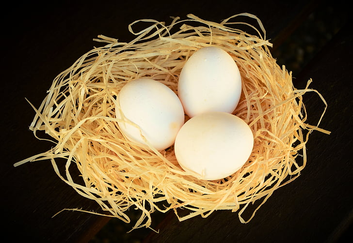 egg, white eggs, nutrition, chicken eggs, eat, food, animal Nest