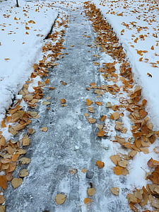 winter, way, leaves, autumn, norway, outdoors, the nature of the