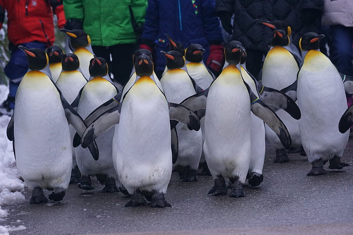 Regele penguin, de mers pe jos, Penguin parade, gradina zoologica, iarna, zăpadă, rece