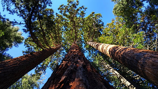 sekvojovec háji poblíž auburn, Kalifornie, stromy, borovice, Obří stromy, Sequoia, Les