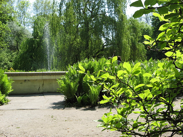 парк, краєвид, дерево, Природа, Грін, при дворі, фонтан
