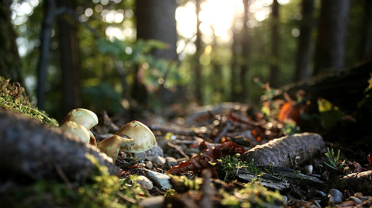 forest floor, autumn mood, autumn, forest, mushrooms, autumn colours, leaves