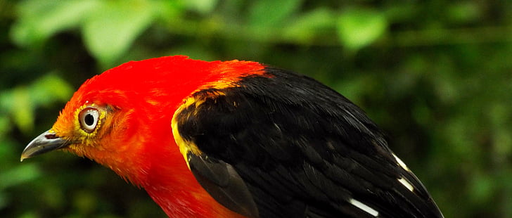 uirapuru, birds of brazil, birds, red bird, animal, tocantins, brazil