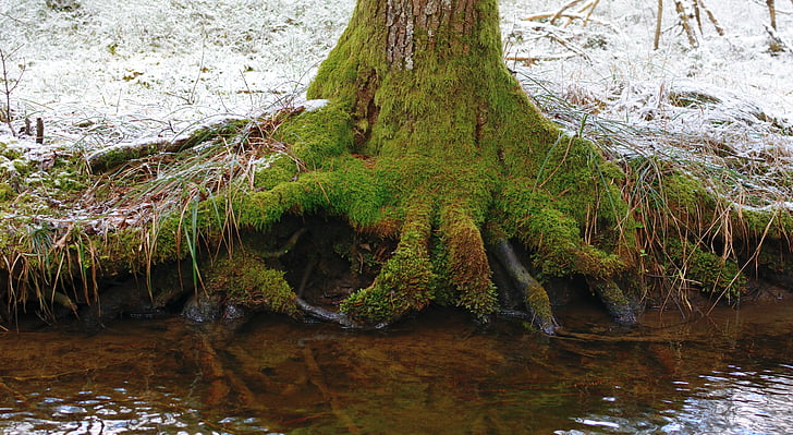 tree, root, water, nature, forest, tree root, rooted