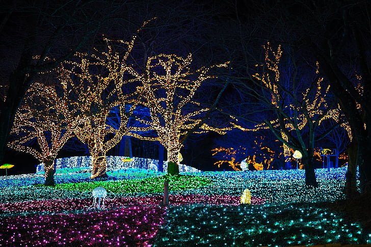 il·luminació, nit, Japó, Parc d'atraccions, llum, arbre