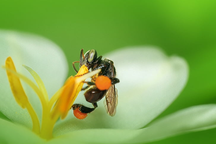 abelha, inseto, macro, abelha, animal, abelha melífera, Trabalhando