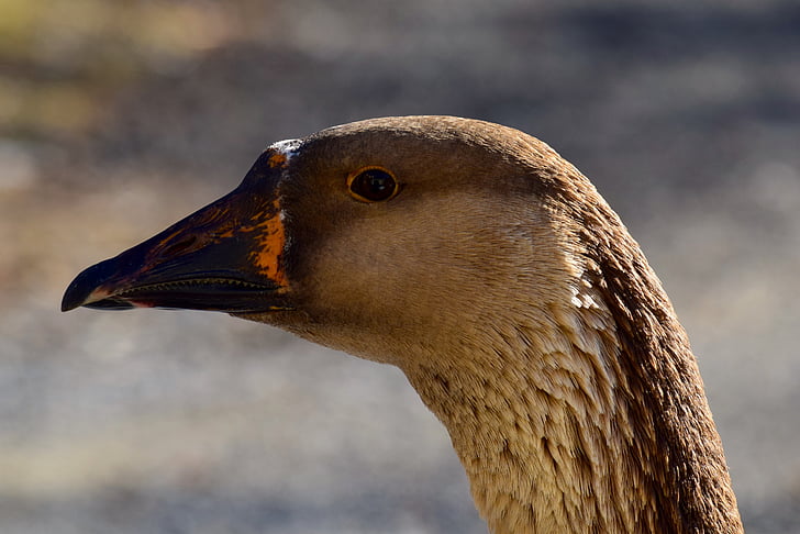 goose, brown, feather, sunlight, beak, face, profile