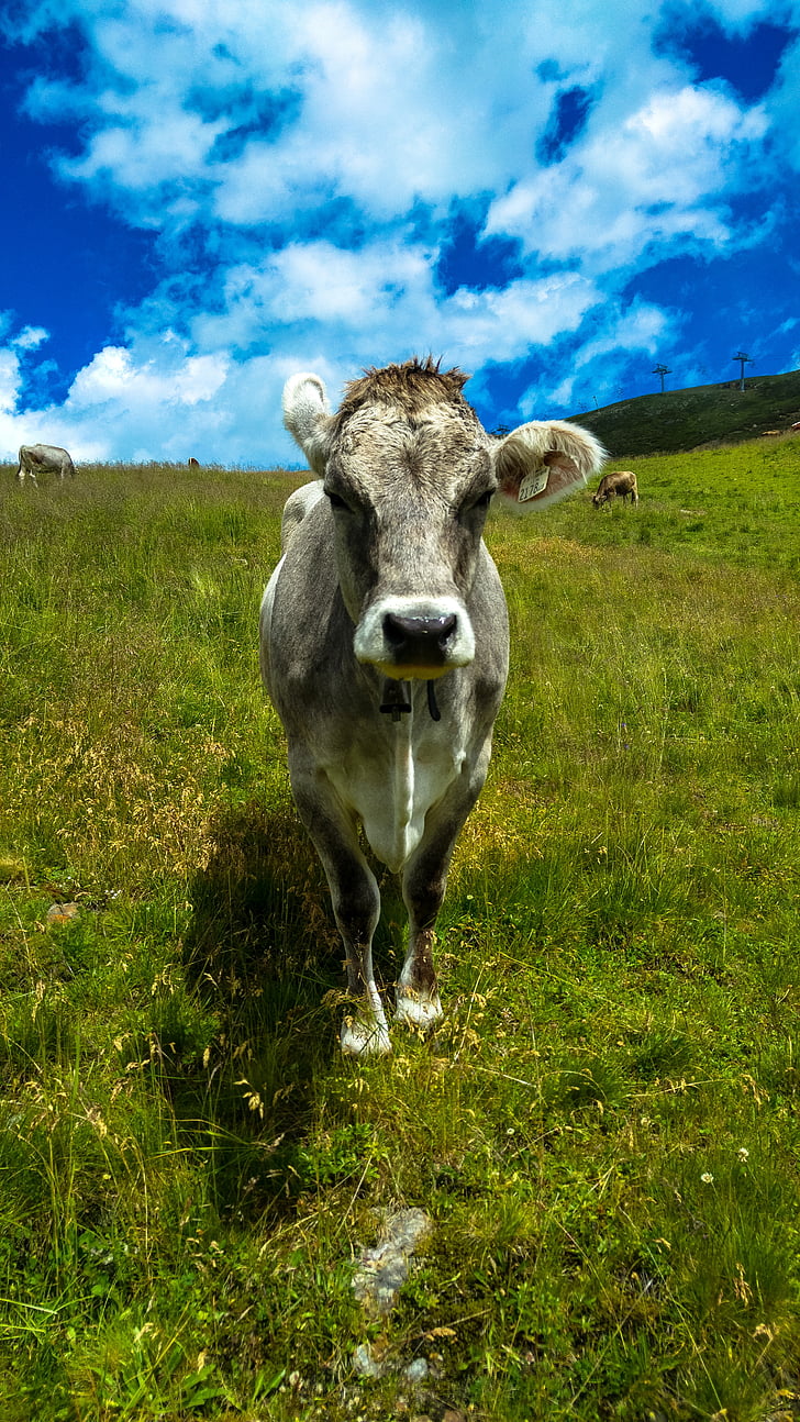 วัว, ทุ่งหญ้า, ทุ่งหญ้า, ธรรมชาติ, สีฟ้า, allgäu, ปิด