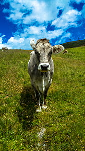cow, meadow, pasture, nature, blue, allgäu, close