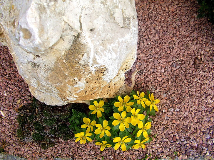 more unusual stone, yellow spring flowers, front of the house, spring, nature, plant