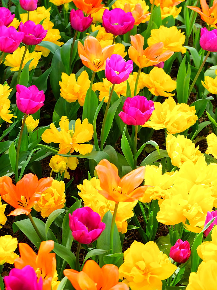 flores, jardín, jardín de flores, Tulip, naturaleza, flor, planta