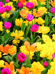 fiori, giardino, giardino di fiore, tulipano, natura, fiore, pianta
