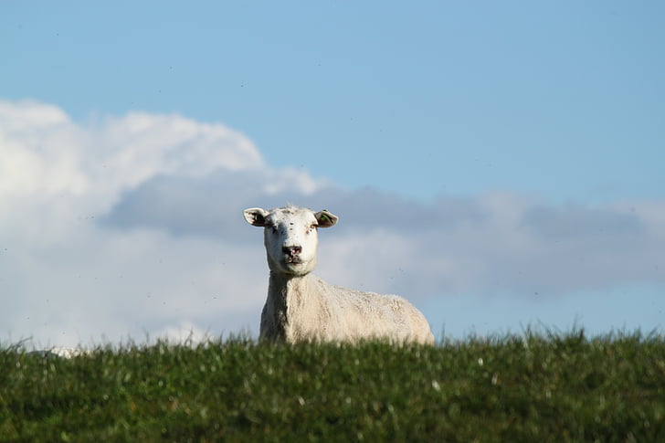 biały, owiec, zielony, trawa, pole, w ciągu dnia, zwierząt